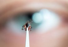 Niepokojący wzrost zachorowań na boreliozę w Niemczech. Dane są alarmujące