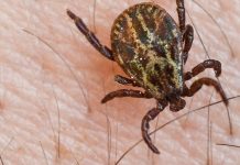 Idealne warunki dla kleszczy w Niemczech: Dwa obszary ryzyka FSME w Dolnej Saksonii