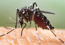 Chikungunya coraz bliżej Niemiec: pierwszy lokalny przypadek w Alzacji – zagrożenie także dla Badenii-Wirtembergii