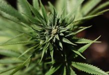 Niemcy: Lekarze żądają wyższych podatków od tytoniu i cofnięcia legalizacji konopi indyjskich