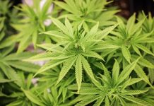 Niemieccy naukowcy opracowali nowy środek przeciwbólowy na bazie konopi