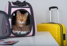 Lotnisko w Dortmundzie: Celnicy znaleźli koty w bagażu mężczyzny z Turcji