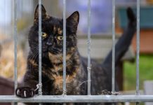 Niemcy: Schroniska dla zwierząt są zagrożone z powodu braku funduszy