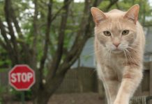 Niemcy: Pierwszy przypadek śmiertelny u kota z powodu ptasiej grypy — właściciele zwierząt muszą być czujni