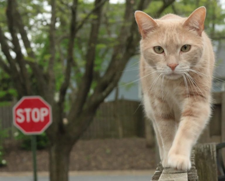 Niemcy: Pierwszy przypadek śmiertelny u kota z powodu ptasiej grypy — właściciele zwierząt muszą być czujni