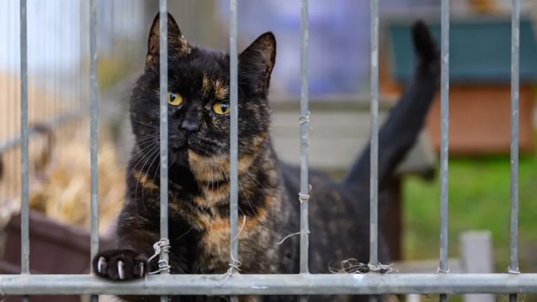 Niemcy: Schroniska dla zwierząt są zagrożone z powodu braku funduszy