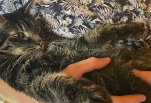 Kot Cäsar odnalazł się po 13 latach. Niezwykła historia z Gärtringen porusza opinię publiczną