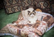 W Niemczech wybuchła tajemnicza choroba kotów – jak bardzo jest niebezpieczna?