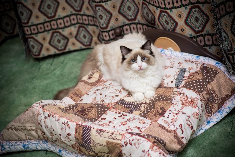 W Niemczech wybuchła tajemnicza choroba kotów – jak bardzo jest niebezpieczna?
