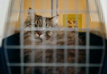 Lotnisko w Dortmundzie: Celnicy znaleźli koty w bagażu mężczyzny z Turcji