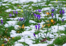 Śnieg aż do maja? Do Niemiec na chwilę przyjdzie lato, po czym nastąpi załamanie pogody