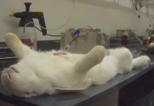 Niemcy: Bio-farma pod Augsburgiem oskarżona o znęcanie się nad królikami — SOKO Tierschutz opublikowało wstrząsające nagrania