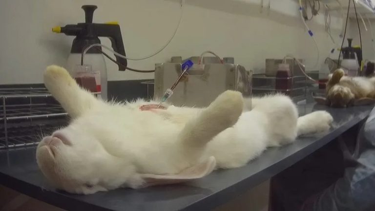 Niemcy: Bio-farma pod Augsburgiem oskarżona o znęcanie się nad królikami — SOKO Tierschutz opublikowało wstrząsające nagrania