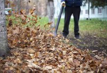 Niemcy: Kto jest zobowiązany do sprzątania jesienią liści?