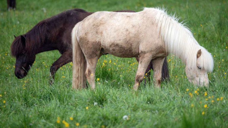 35-letni mężczyzna znęcał się nad kucykami na pastwisku w górach Harz