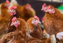 Masowe wybicie drobiu w Dolnej Saksonii. 175 tysięcy kur niosek zlikwidowanych z powodu ptasiej grypy