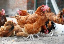 Niemcy: Czy ptasia grypa może stać się następną pandemią po COVID-19?