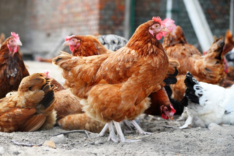 Niemcy: Czy ptasia grypa może stać się następną pandemią po COVID-19?