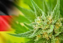 Konsumpcja i posiadanie marihuany w Niemczech – oto co jest dozwolone!