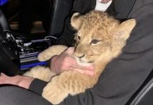 Mężczyzna jeździł po Bremie z młodym lwem na siedzeniu pasażera