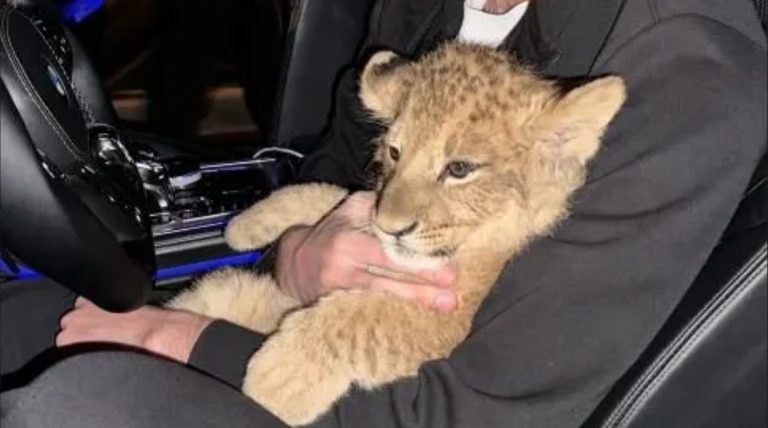 Mężczyzna jeździł po Bremie z młodym lwem na siedzeniu pasażera