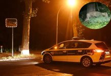 Zbiegła lwica w Berlinie. Policja ostrzega: „Zostańcie w domach!” (WIDEO)