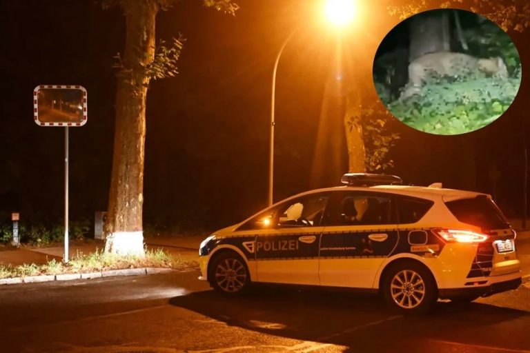 Zbiegła lwica w Berlinie. Policja ostrzega: „Zostańcie w domach!” (WIDEO)