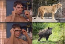 Lwica czy dzik? Wyniki badań laboratoryjnych dają jasną odpowiedź na temat zwierzęcia z Berlina