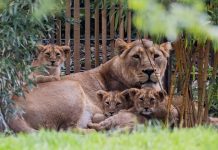 Niemcy: Kontrowersyjna decyzja ogrodu zoologicznego w Kolonii — uśpiono nowo narodzone lwiątka