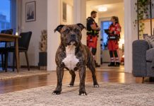 Niemcy: Zabił własnego psa, który ciężko pogryzł jego matkę! Staffordshire bullterrier w mieszkaniu, ratownicy w tle — ilustracja AI