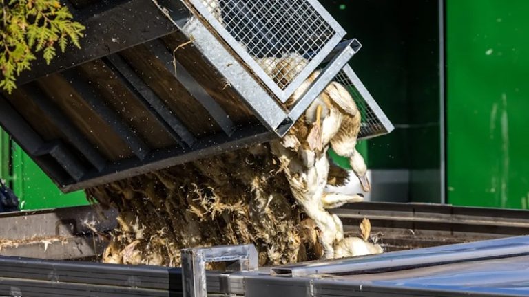 Dramat na fermach drobiu w Brandenburgii — 130 tysięcy zwierząt zostanie wybitych z powodu ptasiej grypy