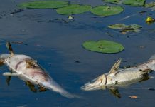 Martwe ryby w Odrze po stronie niemieckiej: Ekolog obwinia Polskę