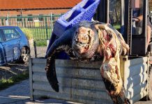 Tragiczne znalezisko: Martwy żółw olbrzymi wyłowiony z Morza Północnego – prawdopodobnie zmarł w męczarniach