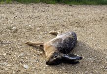 Potwierdzony przypadek w Würselen: Pomór królików, zaleca się ostrożność