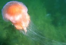 Zatoka Lubecka: Ponad 200 osób poparzonych przez meduzy!