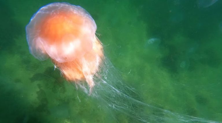 Zatoka Lubecka: Ponad 200 osób poparzonych przez meduzy!