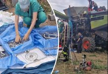 Niemcy: Rolnik został wciągnięty przez kombajn zbożowy. Lekarze musieli mu amputować na polu nogi