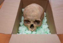 Niemiec odesłał skradzioną czaszkę po 60 latach! Niezwykły gest skruchy wobec wiedeńskiej katedry