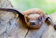 Niemcy: Panika w przedszkolu po kontakcie dzieci z nietoperzem chorym na wściekliznę – 40 maluchów zaszczepionych