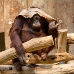 Orangutan