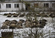 „Obraz grozy”: W Magdeburgu odkryto setki martwych owiec