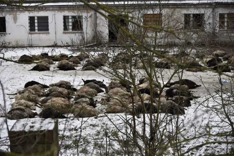 „Obraz grozy”: W Magdeburgu odkryto setki martwych owiec