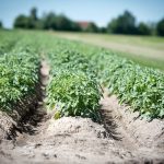 Owoców i warzyw będzie w Niemczech coraz mniej i będą droższe – to skutek pandemii koronawirusa!