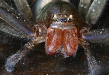 W supermarkecie w Meklemburgii-Pomorzu Przednim znaleziono jadowitego pająka