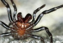 Niemieccy badacze odkryli pająka niezwykle niebezpiecznego dla człowieka