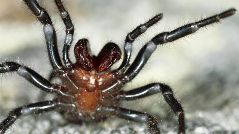 Niemieccy badacze odkryli pająka niezwykle niebezpiecznego dla człowieka