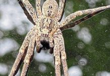 Pająki Nosferatu w Berlinie czują się jak w domu: jak niebezpieczne są i czy wkrótce będą wszędzie?