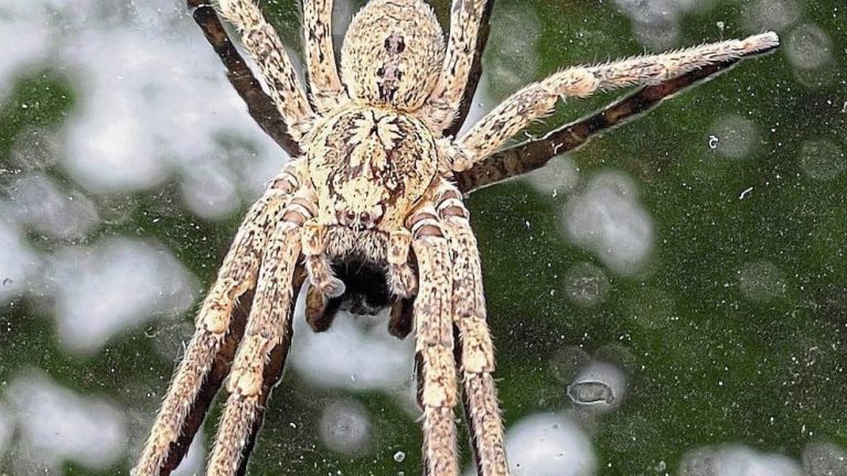 Pająki Nosferatu w Berlinie czują się jak w domu: jak niebezpieczne są i czy wkrótce będą wszędzie?