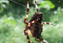 Niemieccy badacze odkryli pająka niezwykle niebezpiecznego dla człowieka