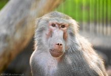 Kontrowersyjna decyzja ogrodu zoologicznego: w Norymberdze uśmiercono zdrowe pawiany